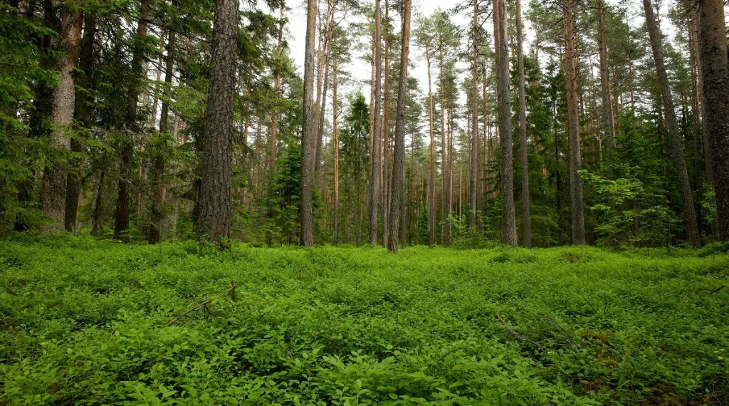 Forest edges connecting dense woodland and open land while supporting wildlife habitat zones
