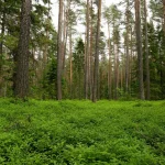 Forest edges connecting dense woodland and open land while supporting wildlife habitat zones