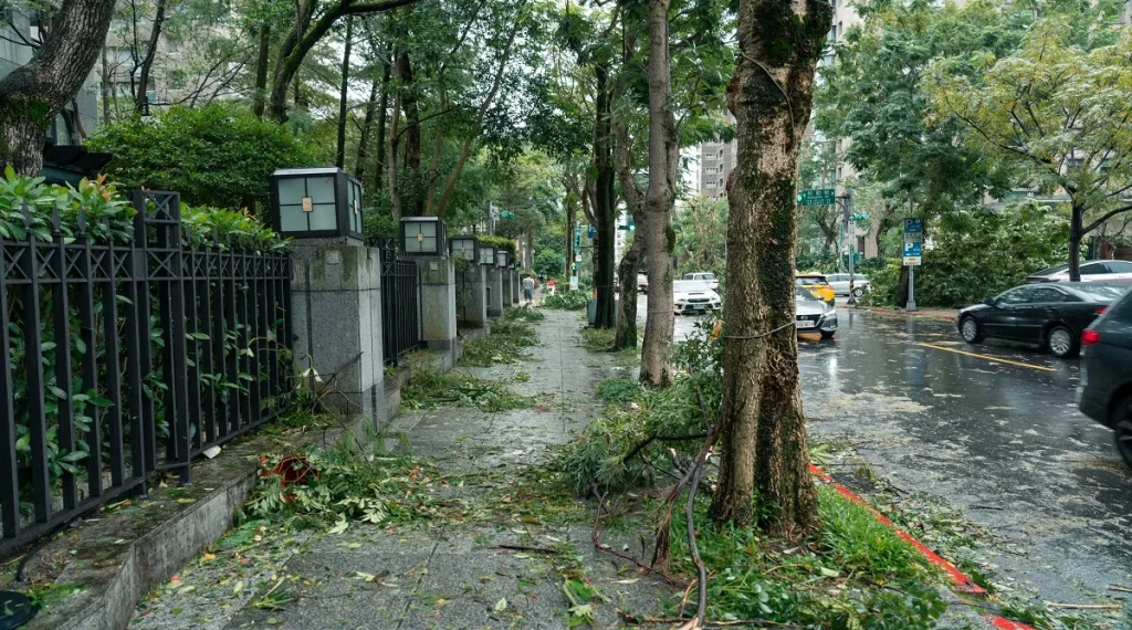 Street trees supporting rainwater soak in and healthier neighborhood drainage after storms
