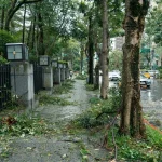 Street trees supporting rainwater soak in and healthier neighborhood drainage after storms