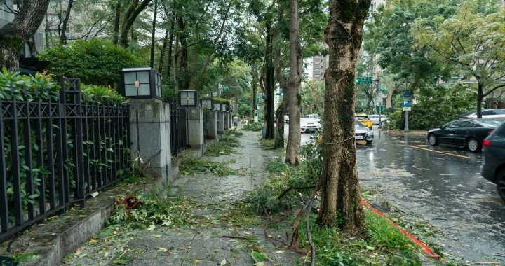 Street trees supporting rainwater soak in and healthier neighborhood drainage after storms