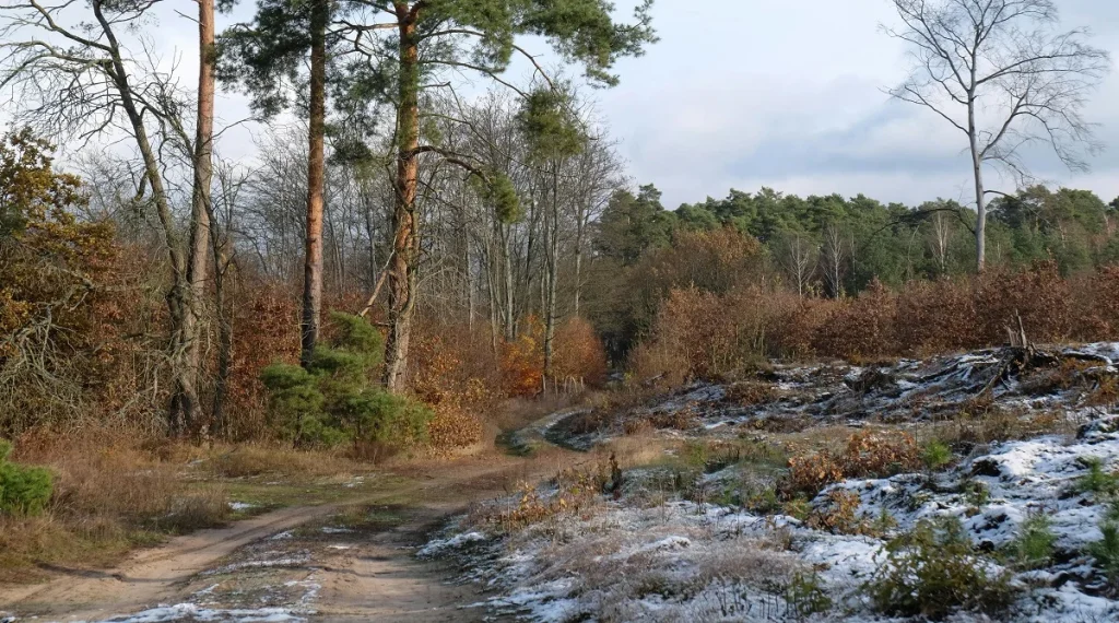 Forest edges forming wildlife habitat zones along a woodland path and open ground