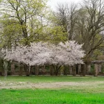 Warm spring starts changing neighborhood landscapes with earlier greenery and seasonal growth