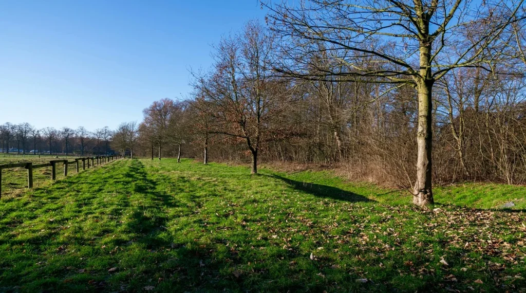 Forest edges creating a gradual transition between woodland shade and open sunlit meadow