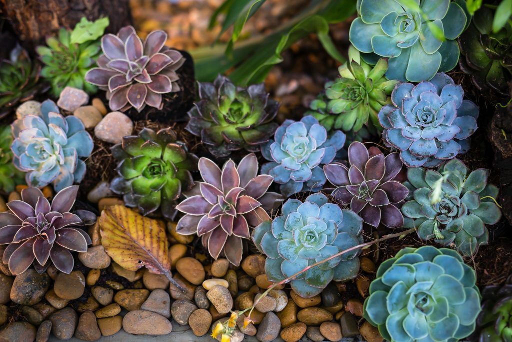 After "How rain gardens help reduce stormwater runoff"