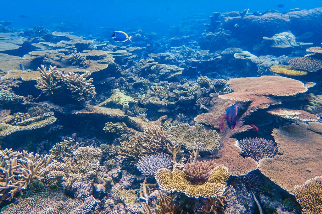 Coral reefs providing habitat for marine ecosystems and ocean biodiversity