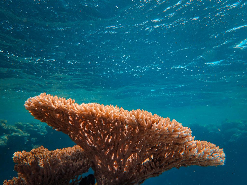 Coral reefs supporting coastal protection and marine ecosystem balance