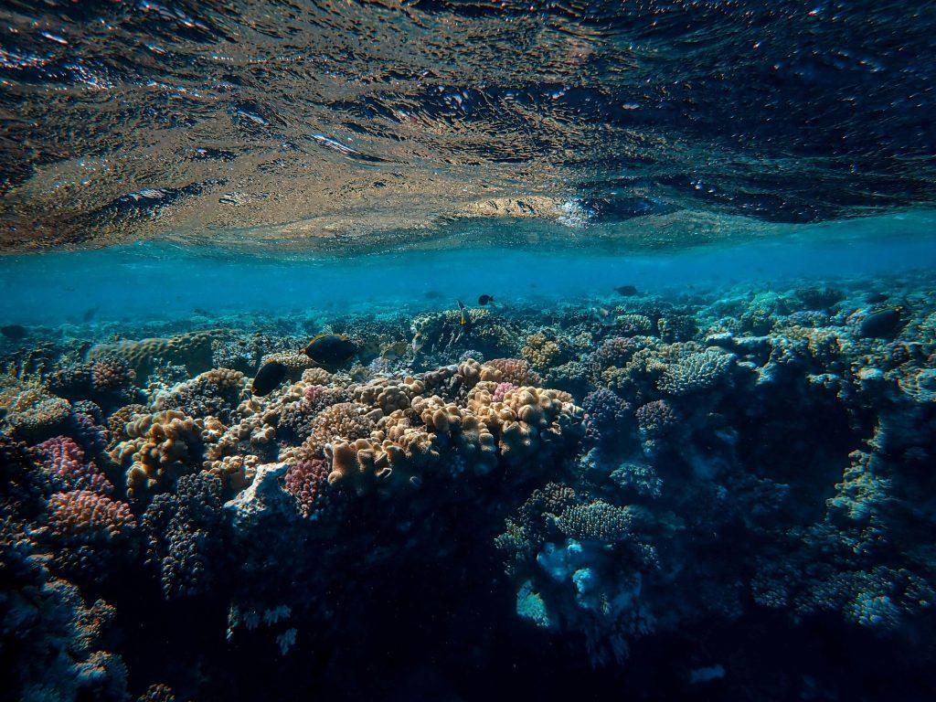 Coral reefs supporting ocean biodiversity with marine life