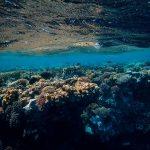 Coral reefs supporting ocean biodiversity with marine life