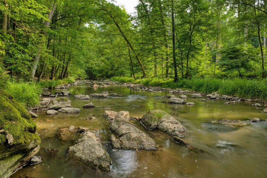 Healthy forests with a stream showing forest ecosystem benefits and watershed health