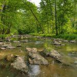 Healthy forests with a stream showing forest ecosystem benefits and watershed health