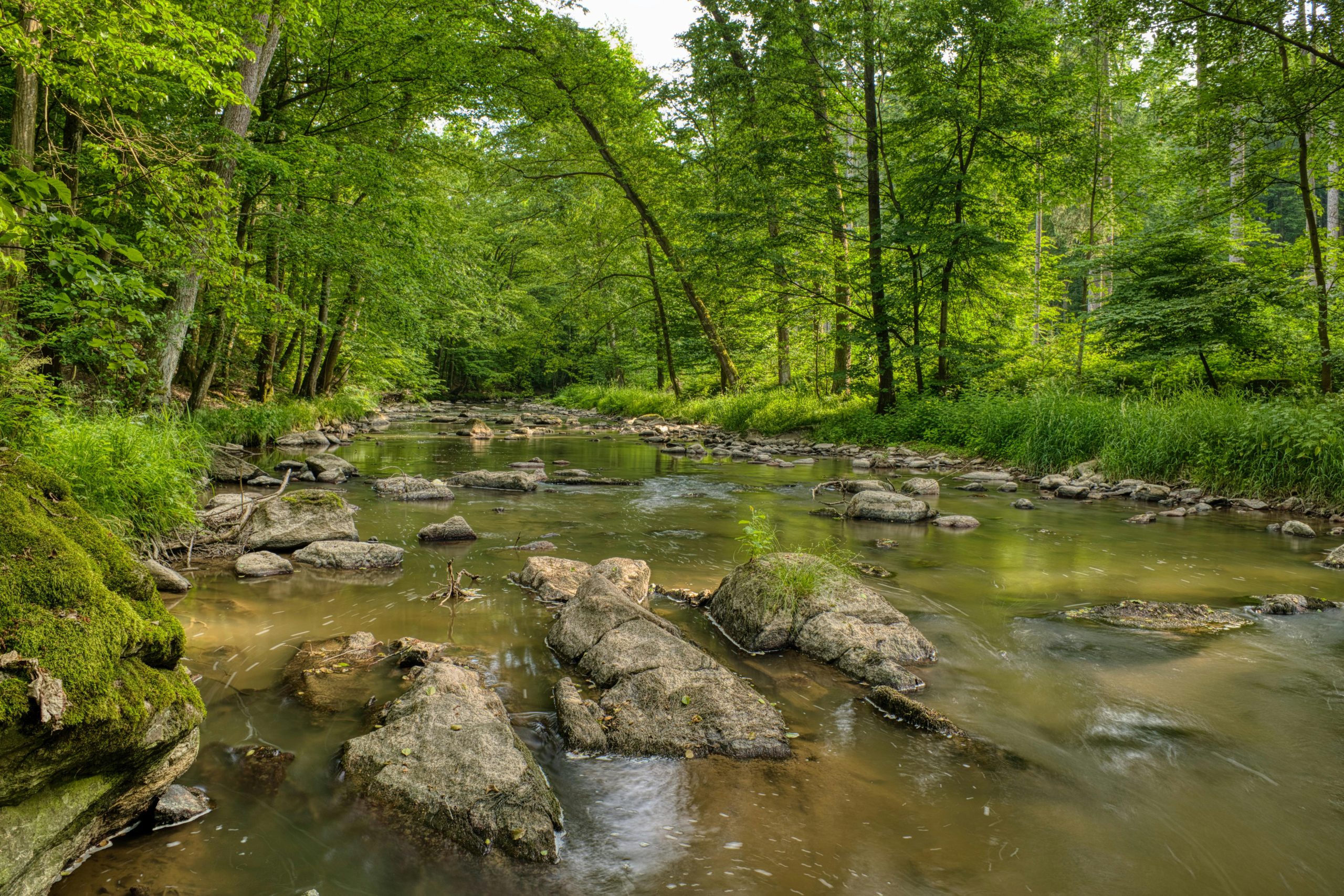 9 Ways Healthy Forests Protect Wildlife, Water, and Local Communities