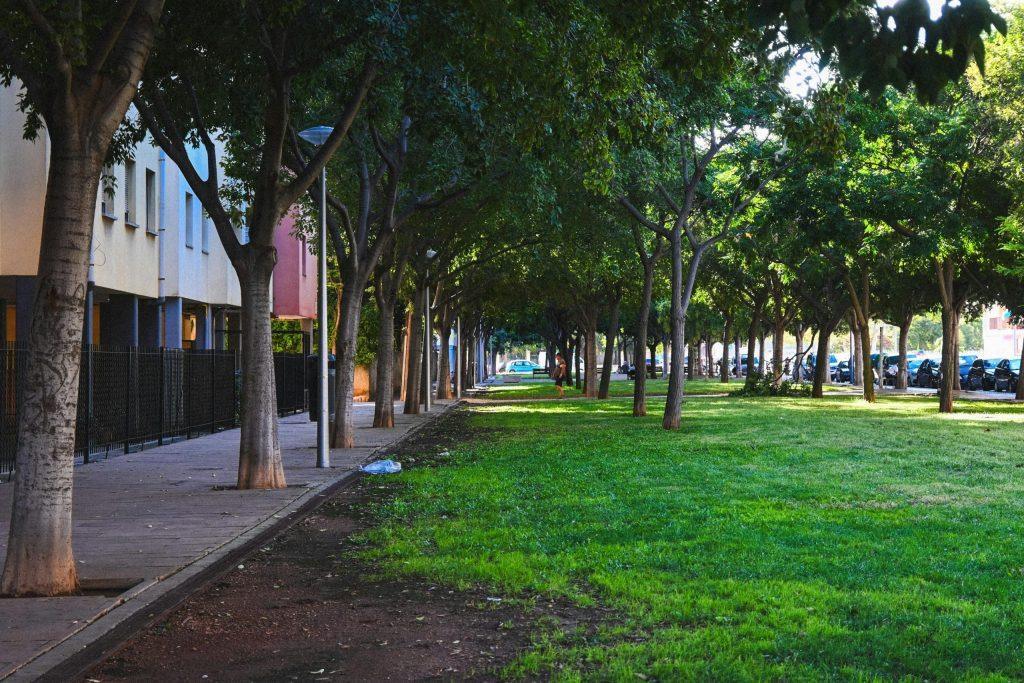 Neighborhood tree shade covering a sidewalk and reducing urban heat exposure