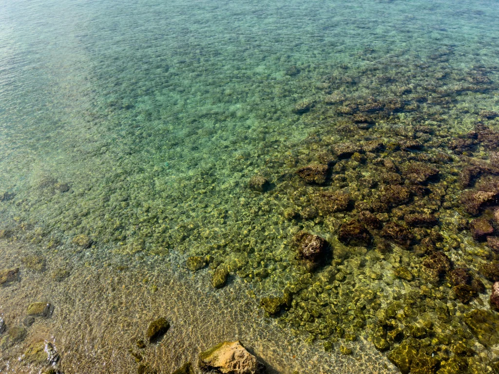 Seagrass meadows in shallow water helping support cleaner water along a coastal shoreline