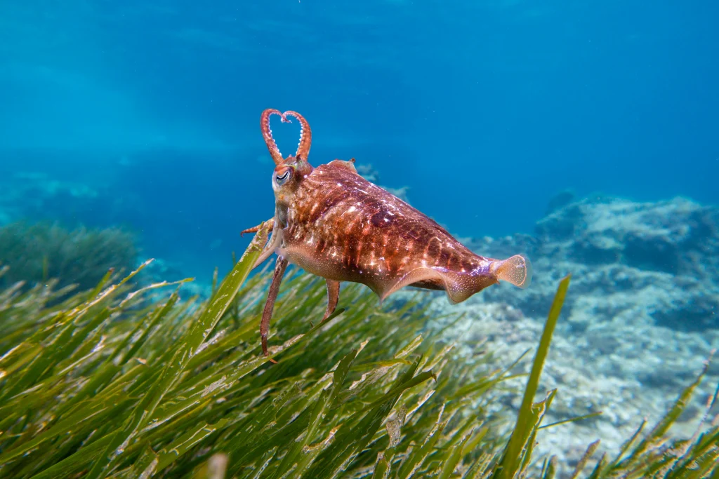 Seagrass meadows supporting healthier coastal life in shallow marine habitat