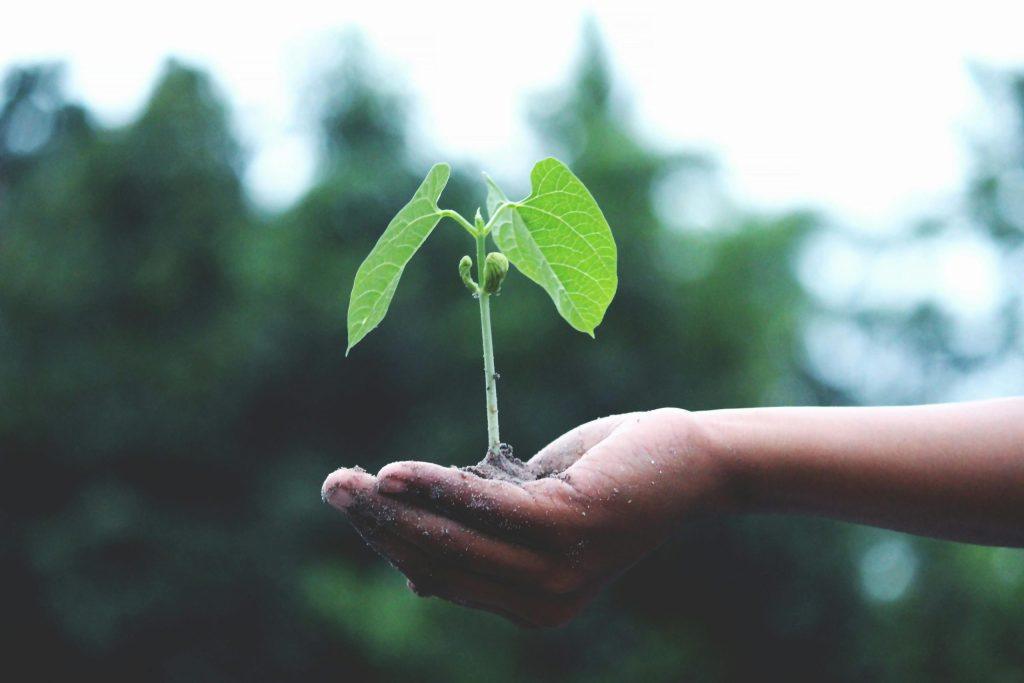 Soil health shown through rich garden soil supporting young green seedlings