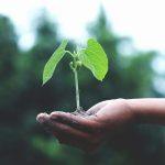 Soil health shown through rich garden soil supporting young green seedlings