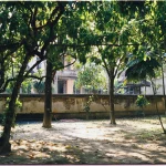 Yard shade helping soil hold moisture longer in a tree-covered garden during hot weather