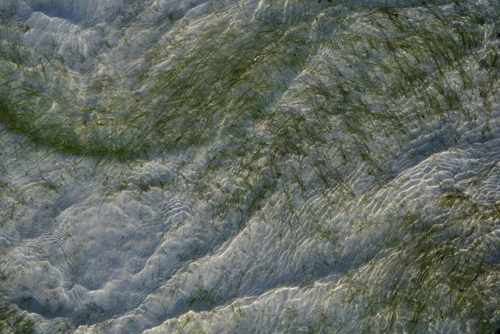 Seagrass meadows forming coastal marine habitat in shallow sunlit water