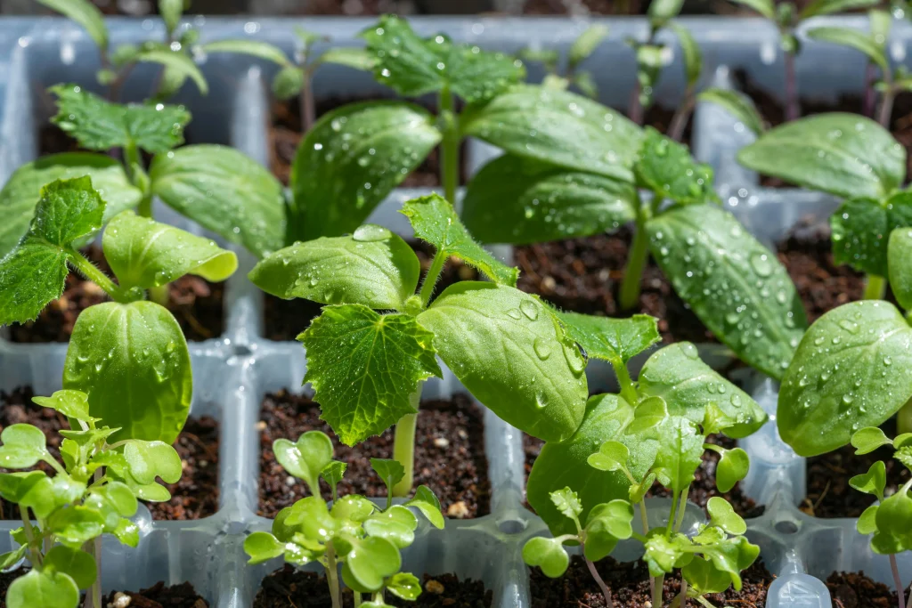Warm spring starts affecting garden timing and early plant growth in backyard beds
