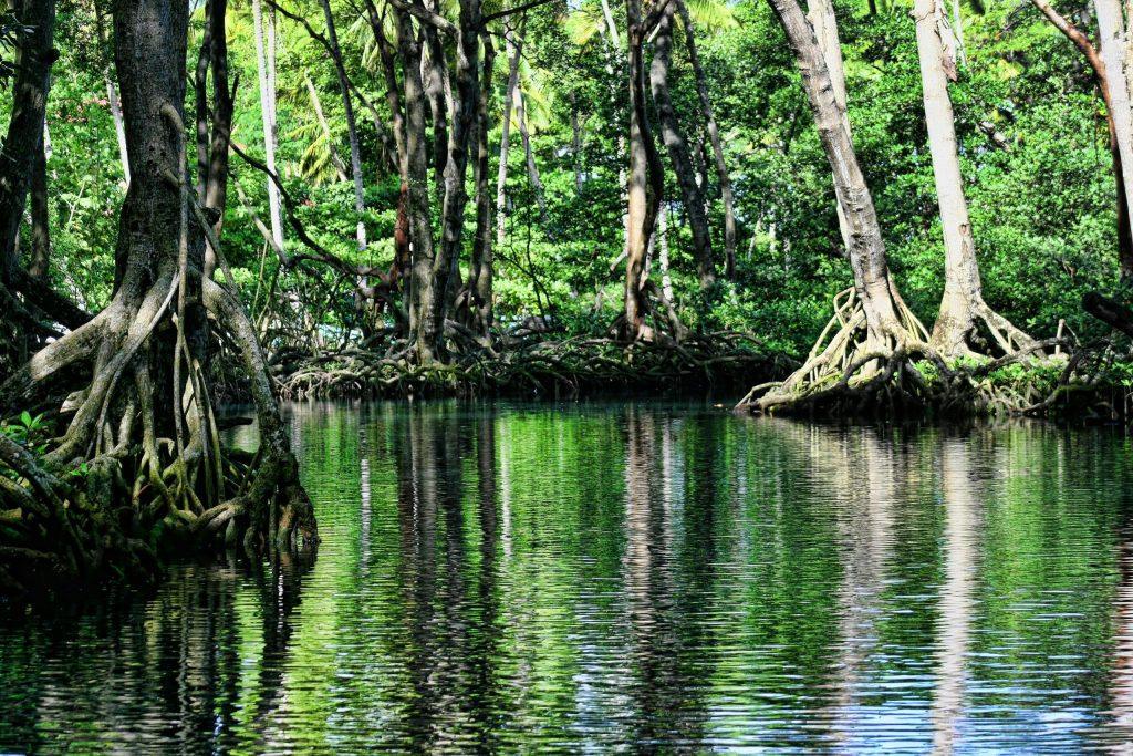 Mangrove forests protecting a coastal shoreline with exposed roots in shallow water