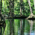 Mangrove forests protecting a coastal shoreline with exposed roots in shallow water