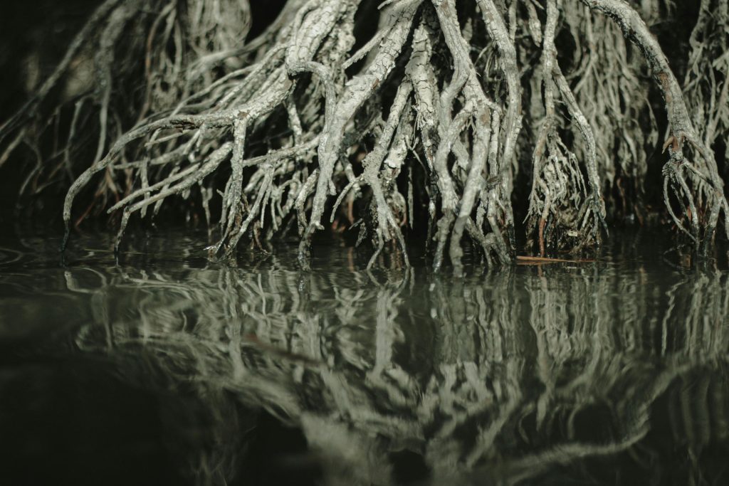 Mangrove forests and root systems creating marine nursery habitat near the shoreline