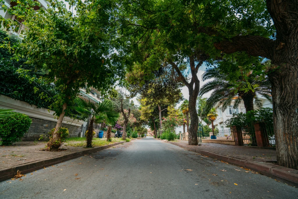 Sidewalk tree shade reducing street-level heat on a summer walking route in the city