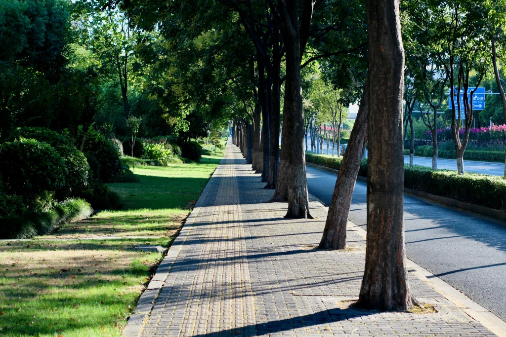 Sidewalk tree shade improving summer walking comfort along a sunny city street