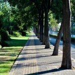 Sidewalk tree shade improving summer walking comfort along a sunny city street
