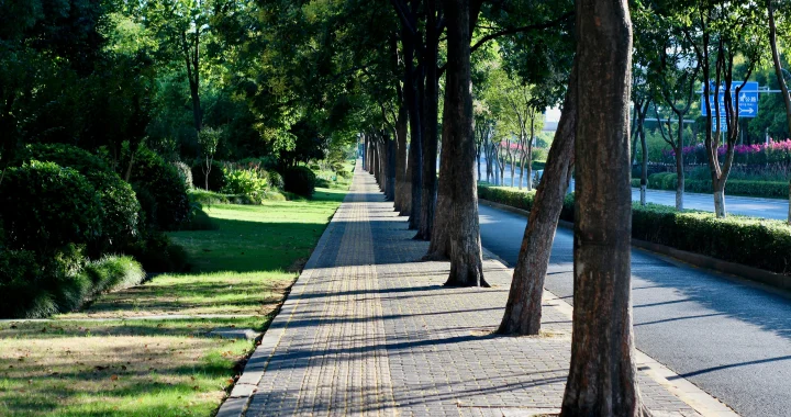Sidewalk tree shade improving summer walking comfort along a sunny city street