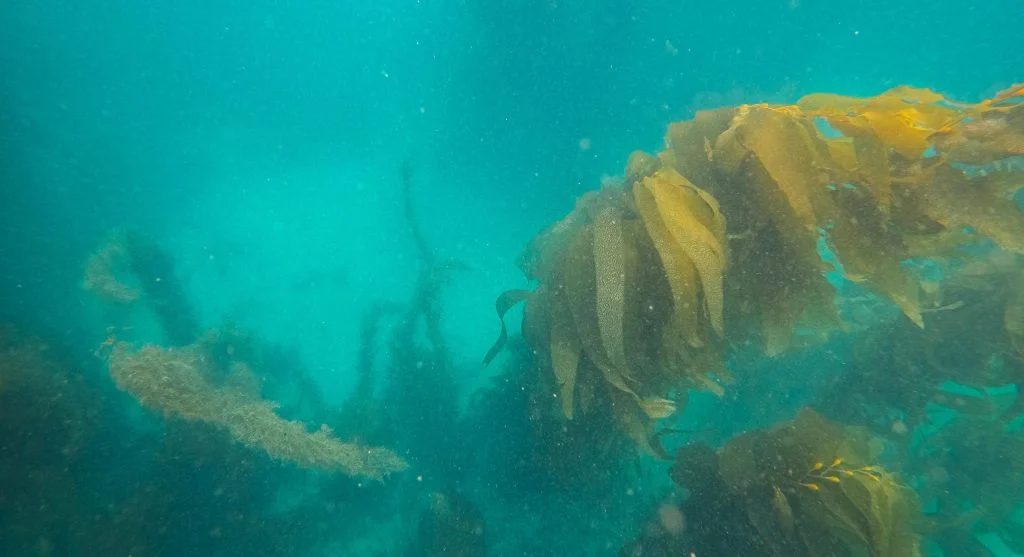 Kelp forests supporting coastal balance in cool water near a rocky ocean shoreline