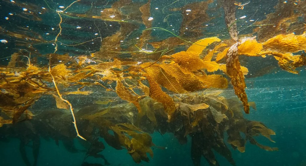 Kelp forests creating marine life habitat in clear water near a rocky shoreline
