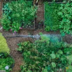 Rain barrels helping small gardens use water more wisely near a backyard planting area