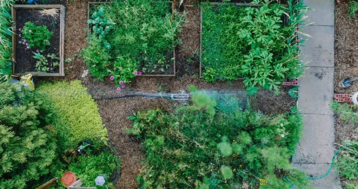 Rain barrels helping small gardens use water more wisely near a backyard planting area