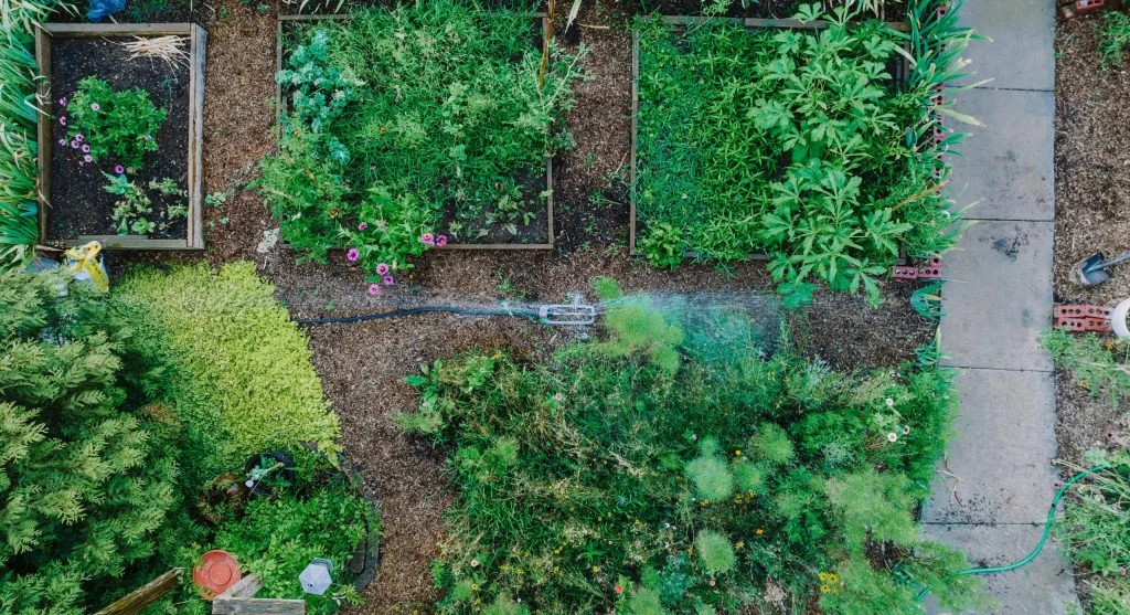 Rain barrels helping small gardens use water more wisely near a backyard planting area