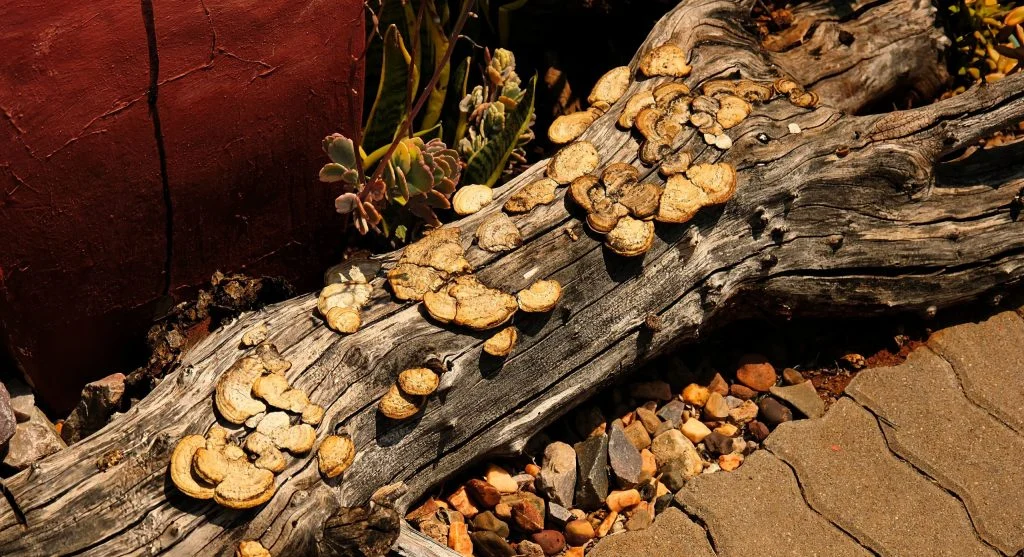 Dead wood in the garden helping support soil, moisture, and small habitat spaces for wildlife