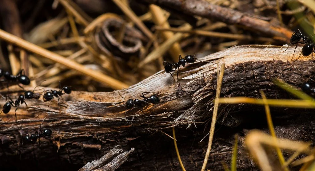 Dead wood in the garden creating cover for insects and other small backyard wildlife