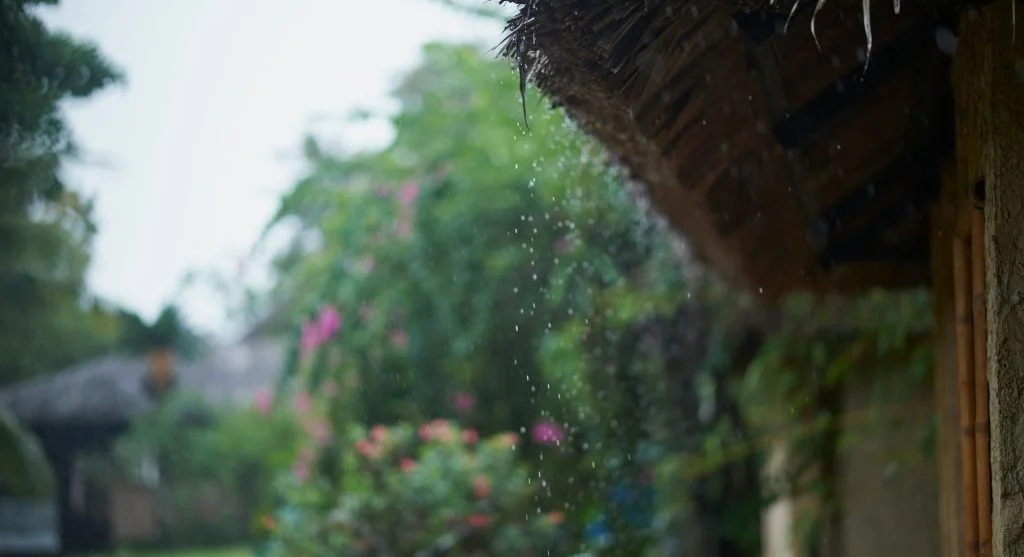 Rain barrels collecting roof runoff to help small gardens use water more wisely during dry weeks