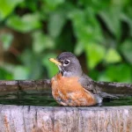 Cleaning a backyard bird bath regularly to support healthier local wildlife in a garden