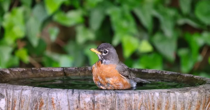 Cleaning a backyard bird bath regularly to support healthier local wildlife in a garden
