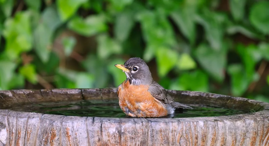 Cleaning a backyard bird bath regularly to support healthier local wildlife in a garden
