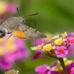 Night-blooming flowers supporting moths and evening pollinators in a backyard garden