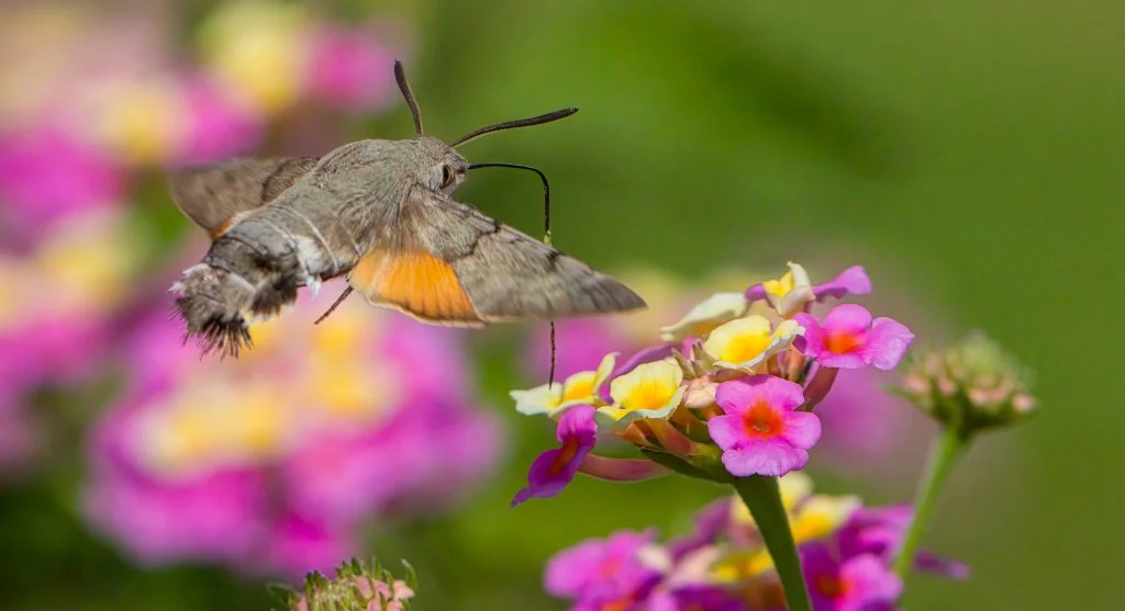 Night-blooming flowers supporting moths and evening pollinators in a backyard garden