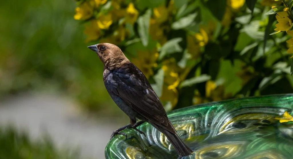 Bird bath collecting debris and showing why cleaning a backyard bird bath regularly matters