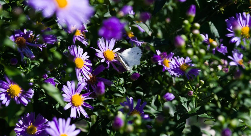 Night-blooming flowers in a garden border helping evening pollinators find nectar after dusk