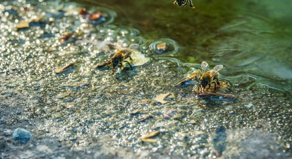 Shallow pebble water dish placed in a garden to help bees and other pollinators drink safely