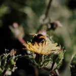 Bee in a garden where a shallow pebble water dish can help pollinators during hot weather