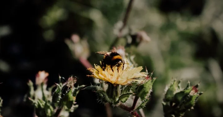Bee in a garden where a shallow pebble water dish can help pollinators during hot weather