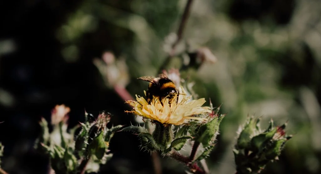 Bee in a garden where a shallow pebble water dish can help pollinators during hot weather